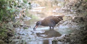 IMG_9135 Eastern Water Rail @ LV.JPG