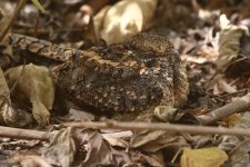 20200108 (41)_Standard-winged_Nightjar.JPG