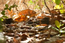 20200108 (42)_Standard-winged_Nightjar.JPG