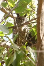 20200108 (46)_Greyish_Eagle_Owl.JPG