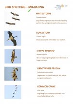 Bird Identification Guide for El Gouna - Migration - Page 6.jpg