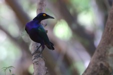 20200109 (67)_Purple_Glossy_Starling.JPG