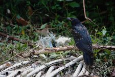 DSC07150 Asian Koel @ DB.jpg