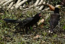 DSC07143 Asian Koel + BNS parent @ DB.jpg