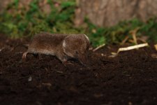 Common Shrew (2).jpg