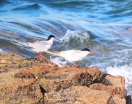 Common Tern_Girdle Ness_240620a.jpg