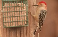 Red-Bellied Woodpecker.jpg