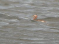 SL Red Necked Grebe 1.JPG