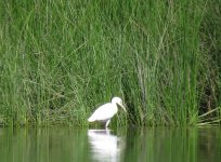 Little Blue Heron.jpg