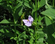 Monkey flower.jpg