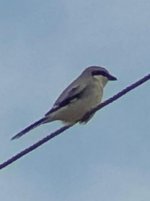 Great Grey Shrike (Lanius excubitor aucheri ) Christou River 031120 photo Antony Powell.JPG