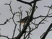 Black-winged kite Tsiknias ford to Kerami track 181120 c Thekla Koukourouvli 1.jpg