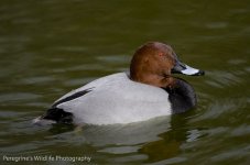 Pochard.jpg