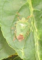 leafhopper1.jpg