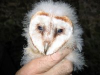 Barn-Owls-2nd-June-2007-009.jpg