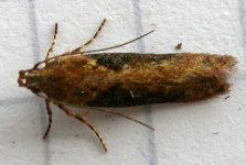 Scrobipalpa costella.jpg