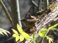 Marsh wren.jpg