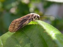 alder fly.jpg