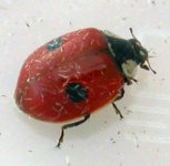 2-spotted ladybird 1b.jpg