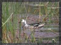 00461 - nettapus coromandelianus - cotton pygmy-goose.jpg