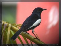 06596 - copsychus saularis - oriental magpie-robin.jpg