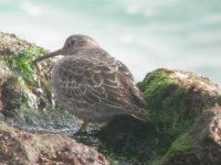 Portland Bill Purple Sandpiper 1.jpg