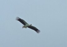 white Stork.jpg