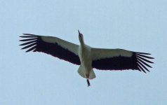 white-stork-3.jpg