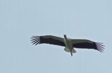 white stork 2.jpg