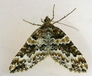 broken-barred carpet.jpg