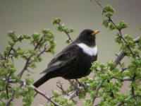 Ring Ouzel 1 BF.jpg