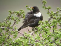 Ring Ouzel 2 BF.jpg