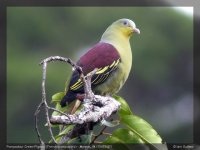 01913 - treron pompadora - pompadour green-pigeon.jpg