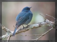 06502 - eumyias albicaudata - nilgiri flycatcher.jpg