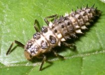 creamspotlarva.jpg