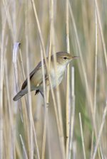 reed warbler-00003.jpg