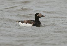 LongTailedDuck1@EastSaltholme_280507.jpg