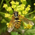 chrysotoxum_verralli_21jun07_640s_20.jpg