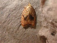 Acleris forsskaleana 0917.jpg