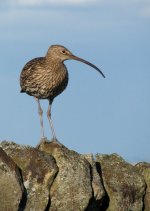 curlew-web.jpg