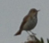 Thrush3-zoom.JPG