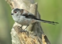 long tail tit-00179.jpg