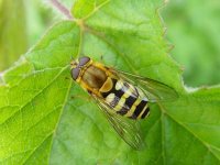 NET Hoverfly 001.jpg