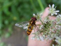 NET Hoverfly 002.jpg