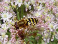 NET Hoverfly 003.jpg