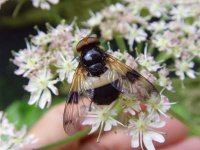 NET Hoverfly 006.jpg