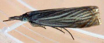 Crambus lathoniellus.jpg