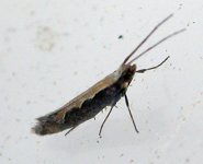 P xylostella.jpg