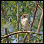 Warbling Vireo3 - small - 03.08.07.jpg