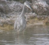 herons&swallow chicks 085-e.jpg